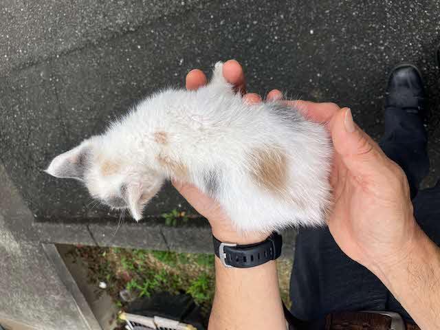 背中の三毛の毛の色がわかる写真