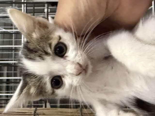 手に乗って横からとった写真