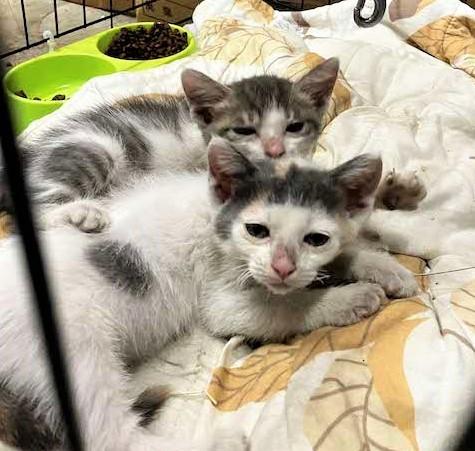 子猫２匹でうとうとしている写真