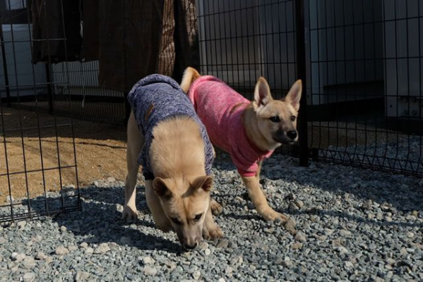 写真:犬2匹