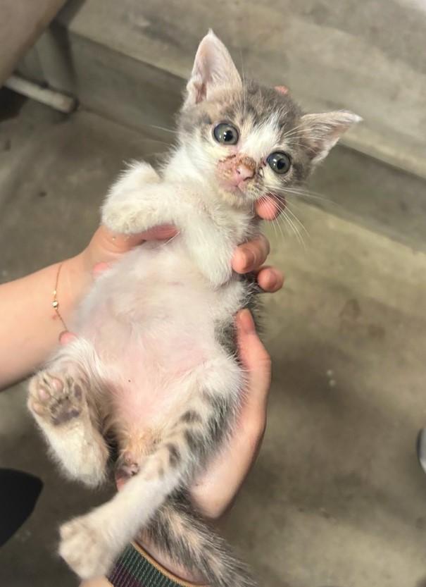 ひっくり返っておなかを上に向けた写真