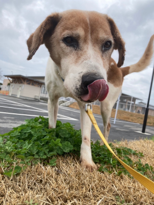 写真:犬