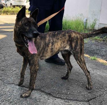 保健所・センターからの譲渡犬情報 詳細 | 保健所・センターから