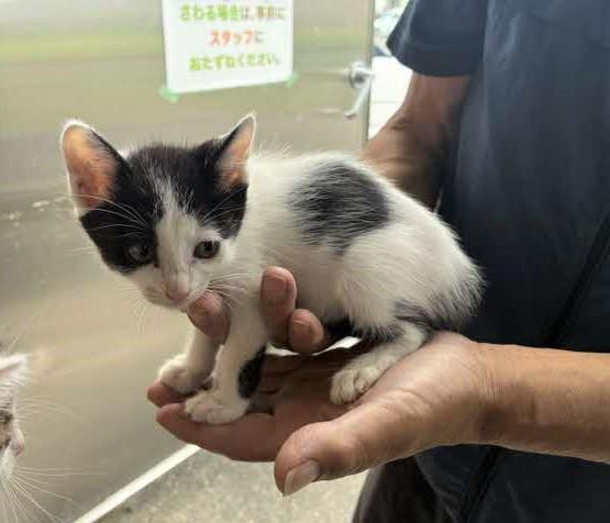 手に乗って横からとった写真