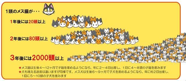 野良猫との向き合い方 熊本県動物愛護ホームページ