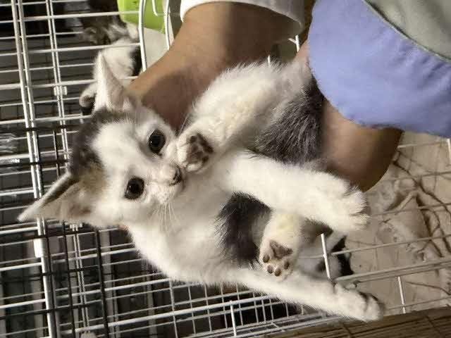 抱っこされて後ろ足で顔をかいている写真