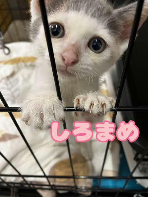 ケージの中から遊んで～の写真