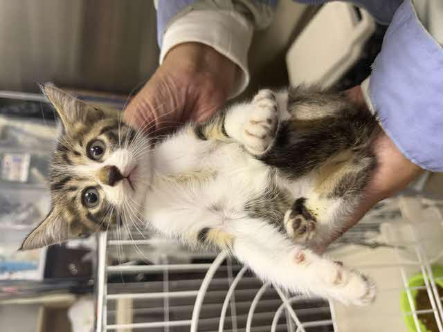 抱っこされている写真