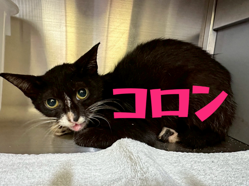 クマネコ親子ページ！ 保健所・センターからの譲渡猫情報 詳細 | 保健所・センターから