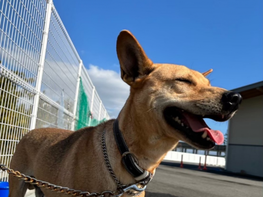 写真：犬