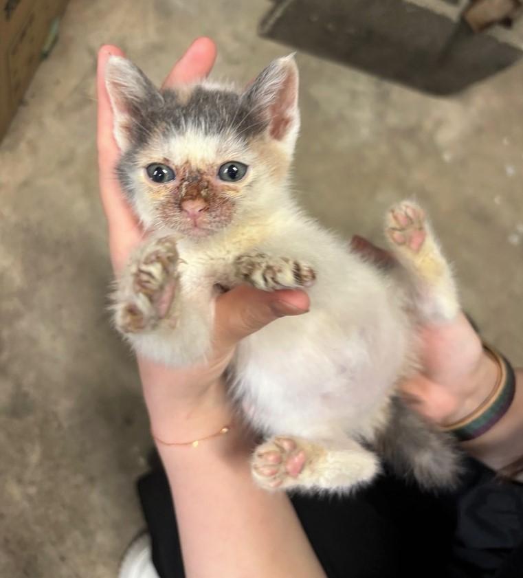 ひっくり返っておなかを上に向けた写真